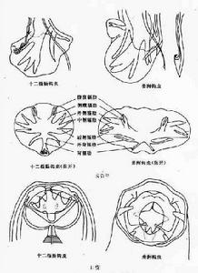 十二指腸鉤口線蟲和美洲板口線蟲