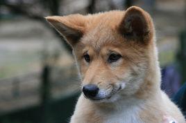 dingo[生物學分類屬於灰狼的一個亞種]