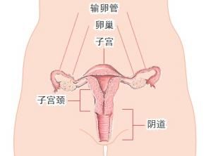 宮頸鱗狀細胞癌