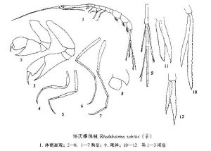 懷氏棒體戎