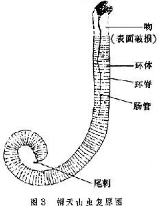 帽天山蠕蟲復原圖