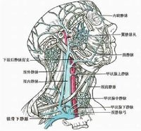 頭頸靜脈