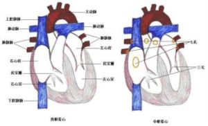 脊膂