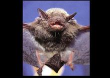 Pipistrellus abramus