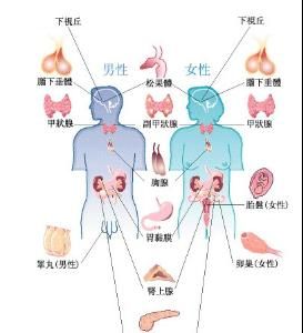 促性腺激素類