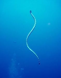 劍吻海蛇