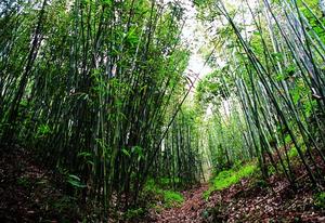 生產蒸籠用的材料—籮竹