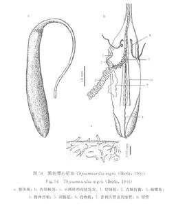 黑色纓心星蟲