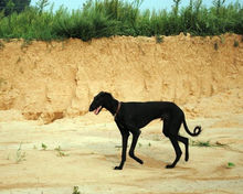 河北細犬