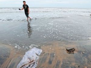 康菲溢油使3萬畝蝦池成油池