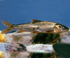 花斑裸鯉