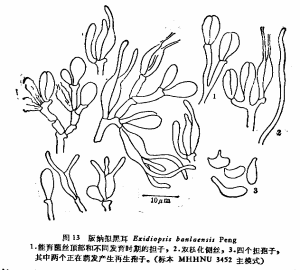 版納擬黑耳