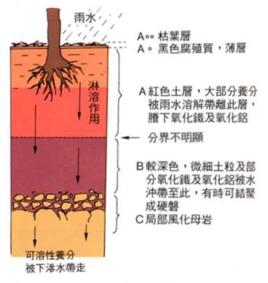 假灰化作用