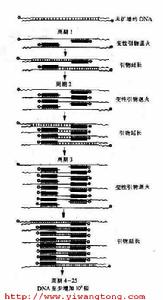 聚合酶鏈式反應