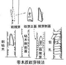 芽接