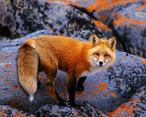 Red fox