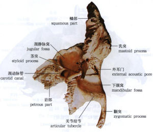 示意圖