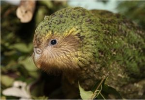 Night parrot