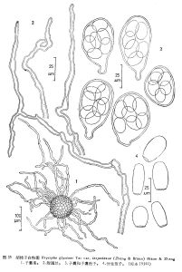 胡枝子白粉菌