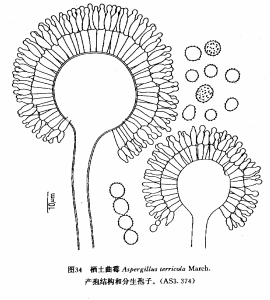 棲土麴黴