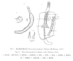 莫氏倭革囊星蟲