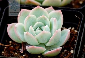 莎莎女王 莎莎女王