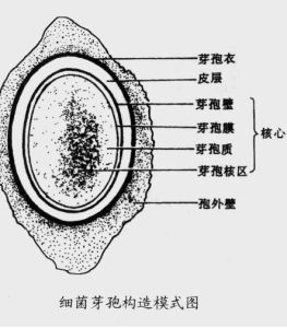 芽孢