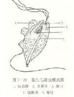 牛雙芽巴貝斯焦蟲病