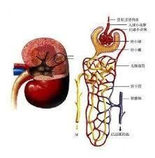 小兒近端腎小管酸中毒