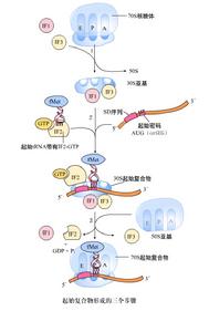 起始複合體形成步驟