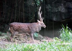 台北市立動物園內圈養的梅花鹿