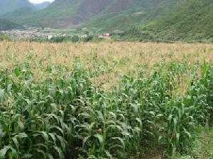 煉登村玉米種植業