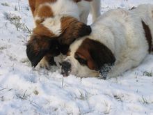 St. Bernard (dog)