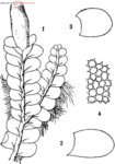 刺葉裂葉苔