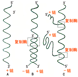 本雅病毒科