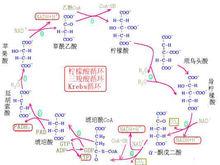 三羧酸循環