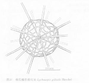 格氏檐形提燈蟲