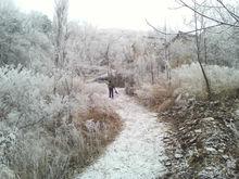 雪域林海