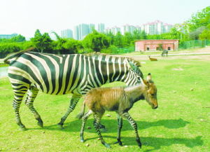 廈門動物園裡的一隻雜交斑馬（母親是斑馬，父親是驢）