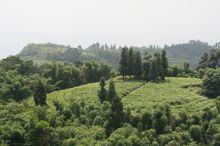 瀚源茶葉基地