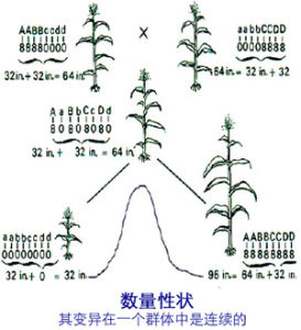 數量性狀遺傳