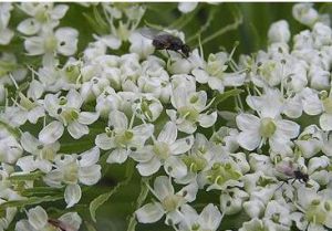 紫莖稜子芹