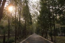 合肥濱湖濕地森林公園景色