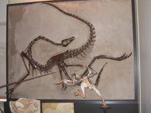 似鴯鶓龍的化石，前方為中國鳥龍的模型