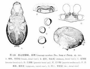 南山銀鱗蛛