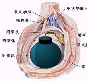 睪丸炸彈