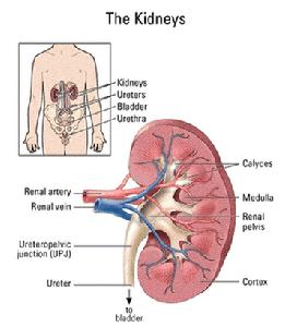 系膜毛細血管增生性腎炎