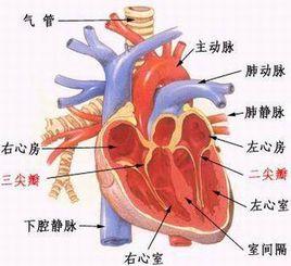 頻發房性早搏