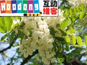 槐花兩吃