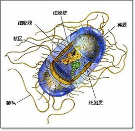 能自養生物